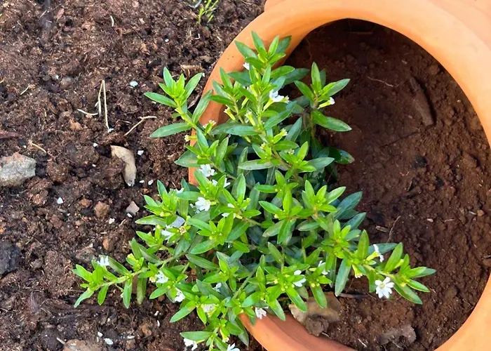 Casa Luliche בית נופש *